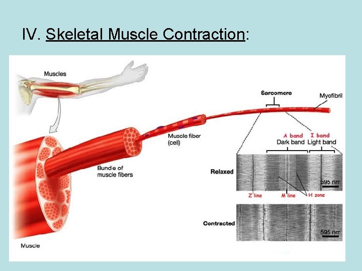 IV. Skeletal Muscle Contraction: 