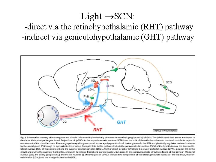 Light →SCN: -direct via the retinohypothalamic (RHT) pathway -indirect via geniculohypothalamic (GHT) pathway 