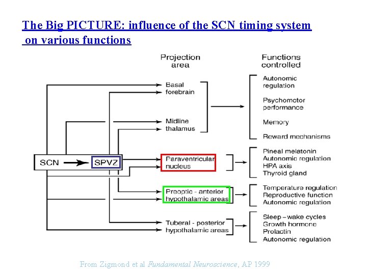 The Big PICTURE: influence of the SCN timing system on various functions From Zigmond