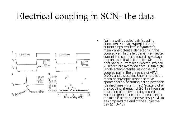 Electrical coupling in SCN- the data • (a) In a well-coupled pair (coupling coefficient