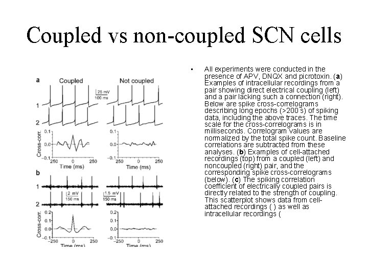 Coupled vs non-coupled SCN cells • All experiments were conducted in the presence of