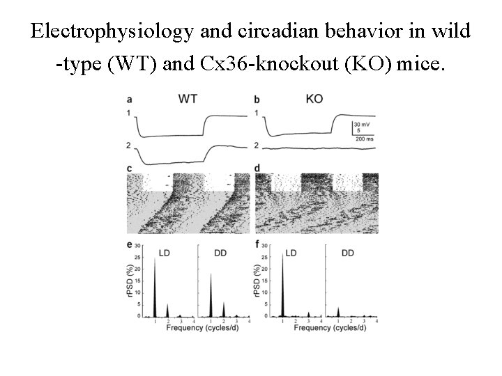 Electrophysiology and circadian behavior in wild -type (WT) and Cx 36 -knockout (KO) mice.