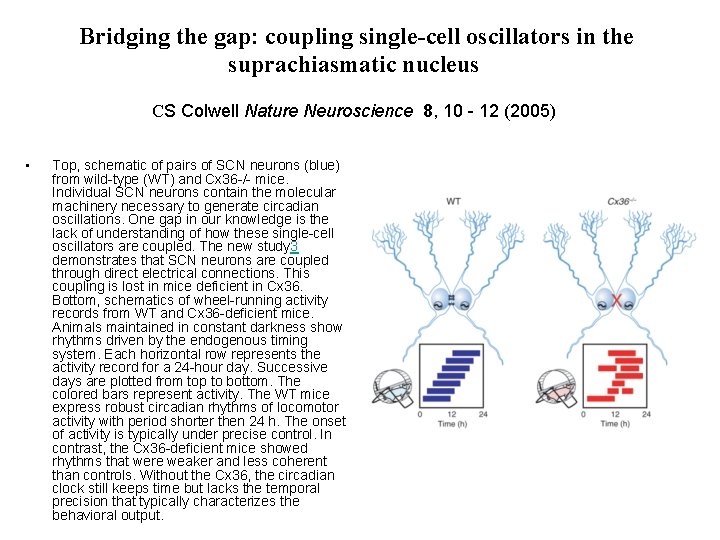 Bridging the gap: coupling single-cell oscillators in the suprachiasmatic nucleus CS Colwell Nature Neuroscience