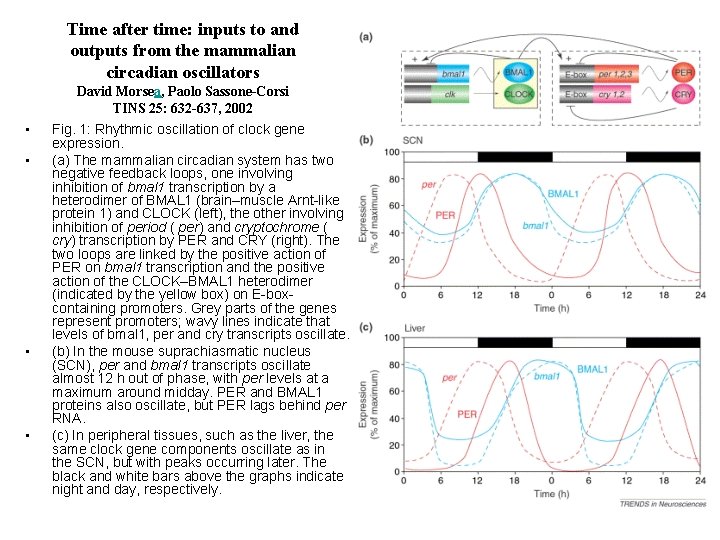 Time after time: inputs to and outputs from the mammalian circadian oscillators David Morsea,