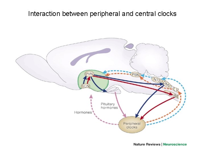 Interaction between peripheral and central clocks 