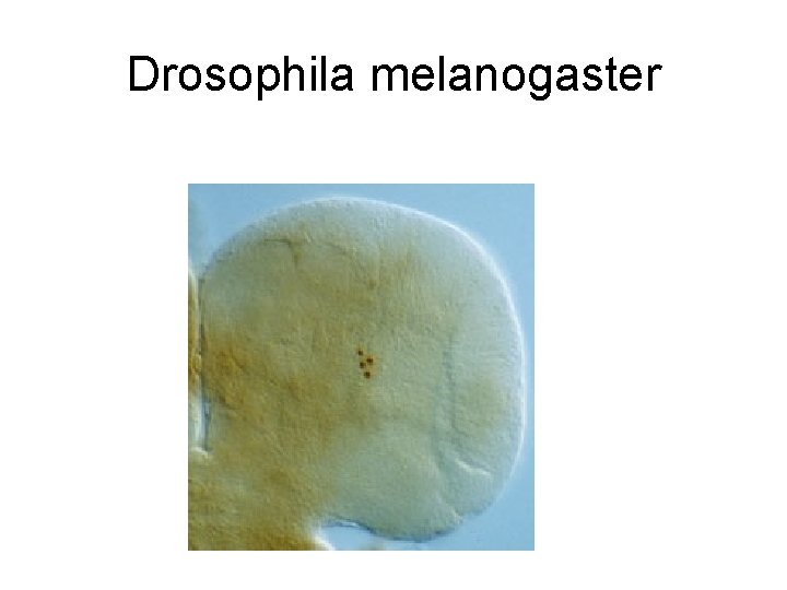 Drosophila melanogaster 