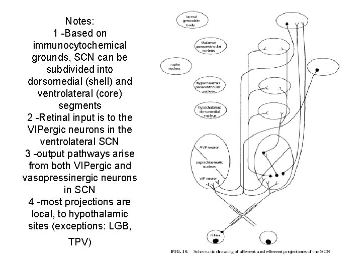 Notes: 1 -Based on immunocytochemical grounds, SCN can be subdivided into dorsomedial (shell) and