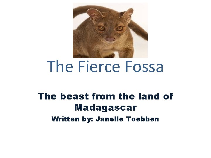 The Fierce Fossa The beast from the land of Madagascar Written by: Janelle Toebben