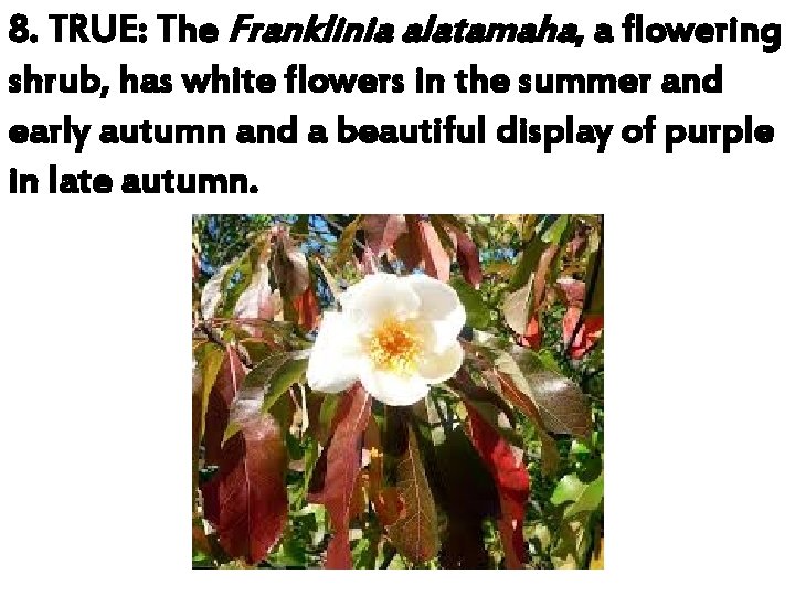 8. TRUE: The Franklinia alatamaha, a flowering shrub, has white flowers in the summer