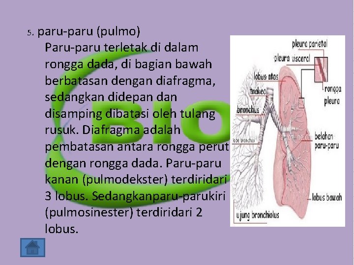 5. paru-paru (pulmo) Paru-paru terletak di dalam rongga dada, di bagian bawah berbatasan dengan 5. paru-paru (pulmo) Paru-paru terletak di dalam rongga dada, di bagian bawah berbatasan dengan