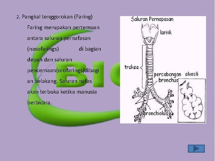 2. Pangkal tenggorokan (Faring) Faring merupakan pertemuan antara saluran pernafasan (nasofarings) di bagian depan 2. Pangkal tenggorokan (Faring) Faring merupakan pertemuan antara saluran pernafasan (nasofarings) di bagian depan