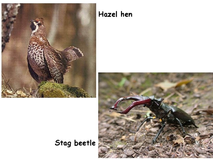 Hazel hen Stag beetle 