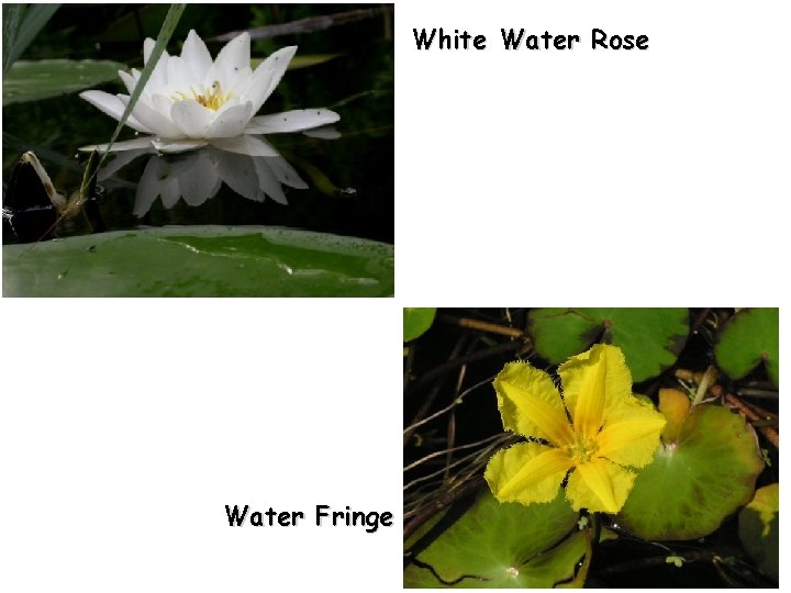 White Water Rose Water Fringe 