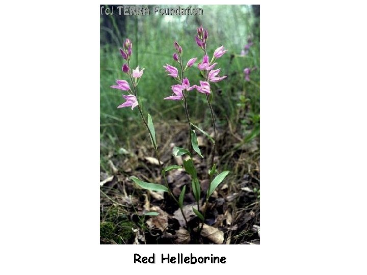 Red Helleborine 