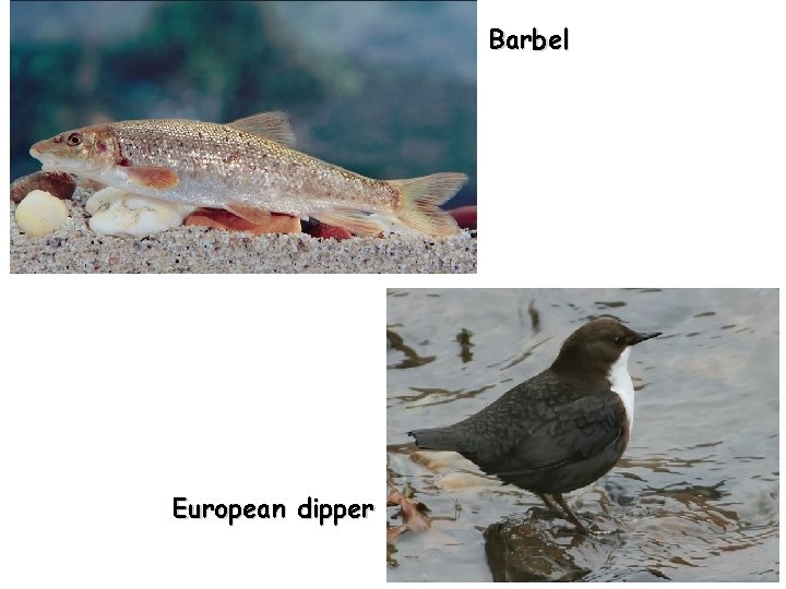 Barbel European dipper 