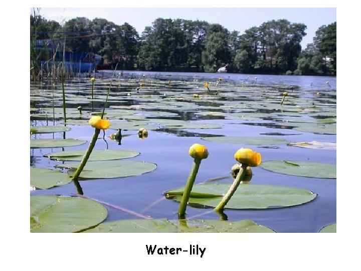 Water-lily 