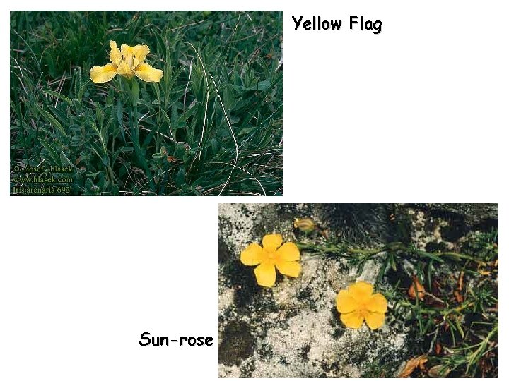 Yellow Flag Sun-rose 