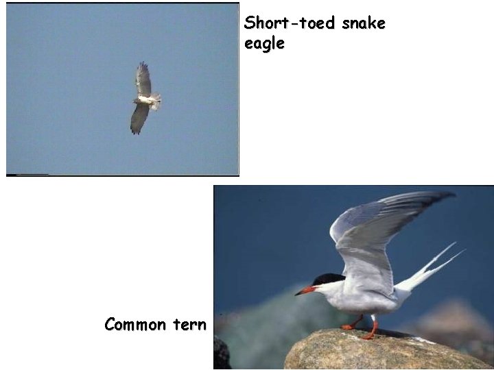 Short-toed snake eagle Common tern 