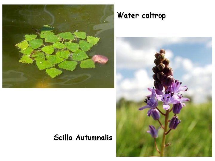 Water caltrop Scilla Autumnalis 