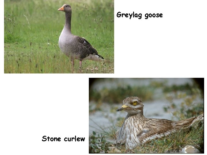 Greylag goose Stone curlew 