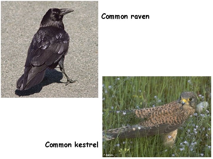 Common raven Common kestrel 