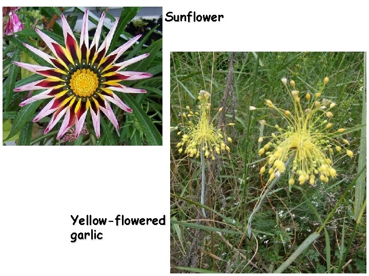 Sunflower Yellow-flowered garlic 