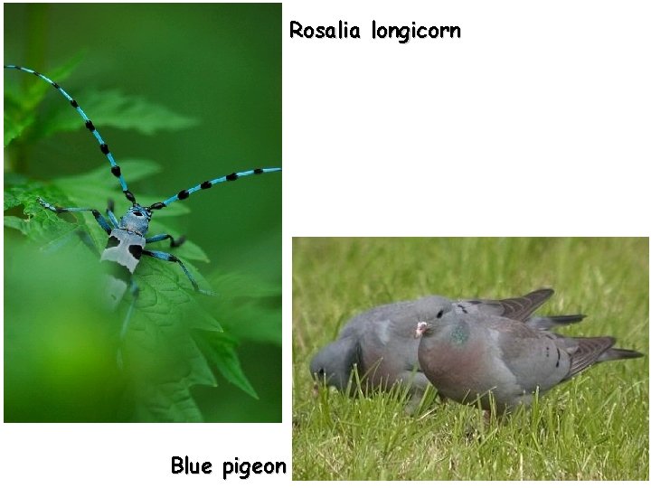 Rosalia longicorn Blue pigeon 