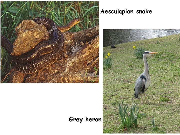 Aesculapian snake Grey heron 