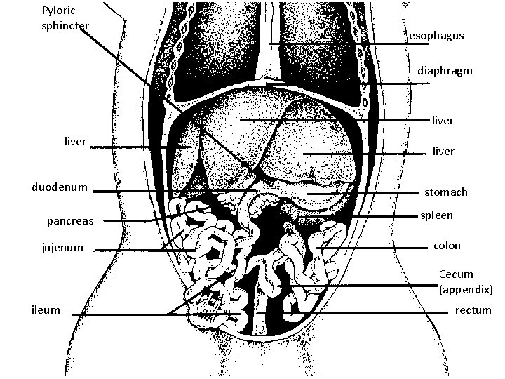 Pyloric sphincter esophagus diaphragm liver duodenum pancreas jujenum liver stomach spleen colon Cecum (appendix)
