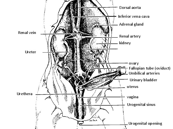 Dorsal aorta Inferior vena cava Adrenal gland Renal vein Renal artery kidney Ureter ovary