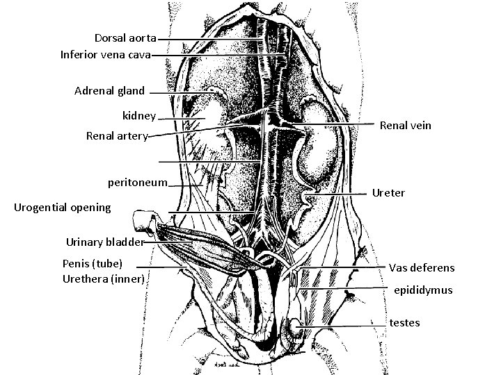 Dorsal aorta Inferior vena cava Adrenal gland kidney Renal artery peritoneum Urogential opening Renal
