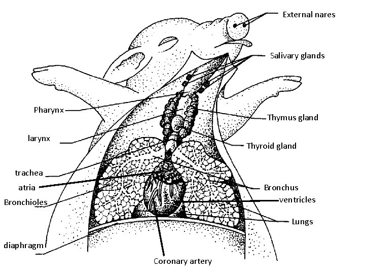 External nares Salivary glands Pharynx Thymus gland larynx Thyroid gland trachea atria Bronchus ventricles