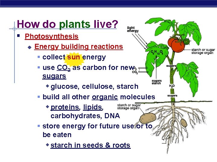 How do plants live? § Photosynthesis u Energy building reactions § collect sun energy