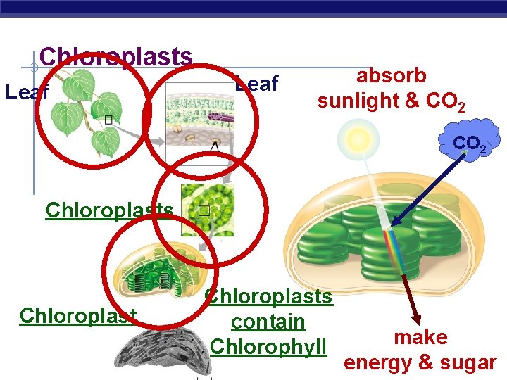Chloroplasts Leaf absorb sunlight & CO 2 Chloroplasts contain Chlorophyll make energy & sugar