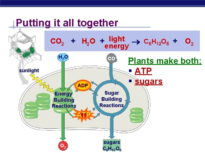 Putting it all together CO 2 + H 2 O + light C 6