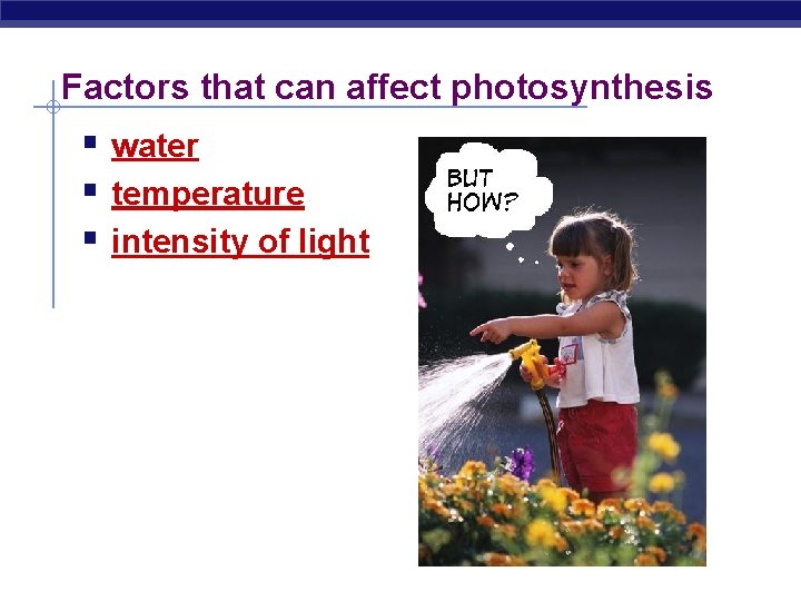 Factors that can affect photosynthesis § water § temperature § intensity of light 