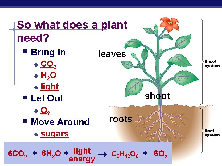 So what does a plant need? § Bring In leaves CO 2 u H