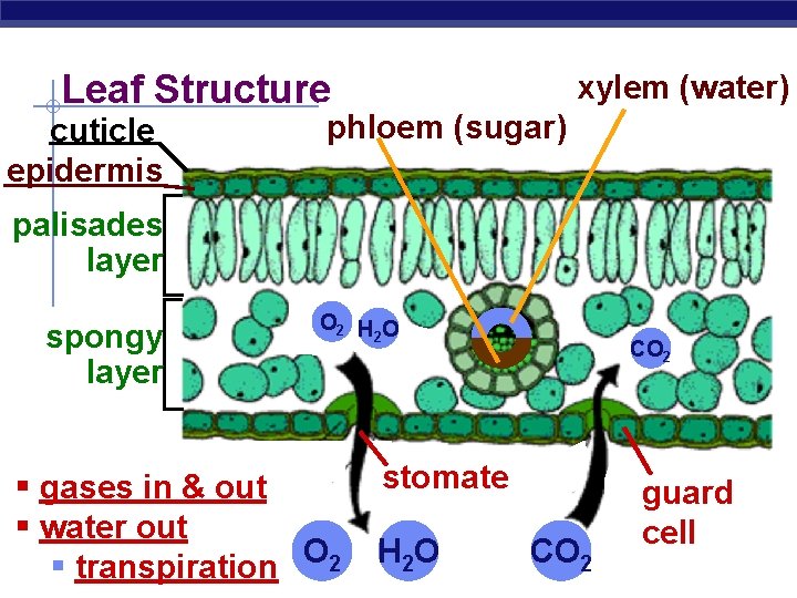 Leaf Structure cuticle epidermis xylem (water) phloem (sugar) palisades layer spongy layer O 2