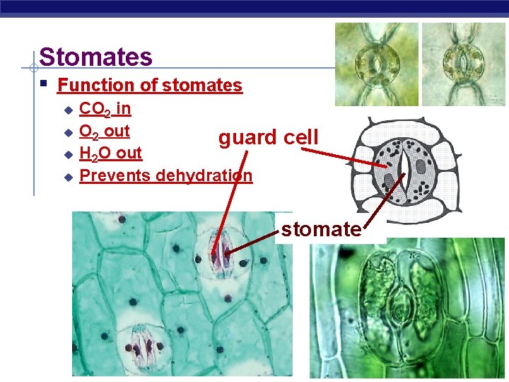 Stomates § Function of stomates u u CO 2 in O 2 out guard