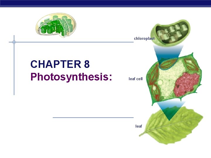 chloroplast CHAPTER 8 Photosynthesis: leaf cell leaf 