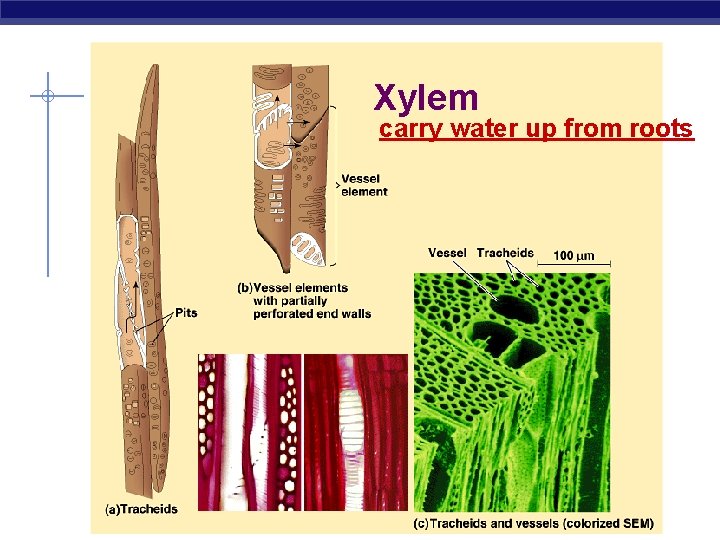 Xylem carry water up from roots 