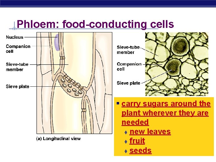 Phloem: food-conducting cells § carry sugars around the plant wherever they are needed t