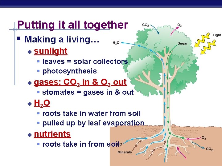 Putting it all together § Making a living… u sunlight § leaves = solar