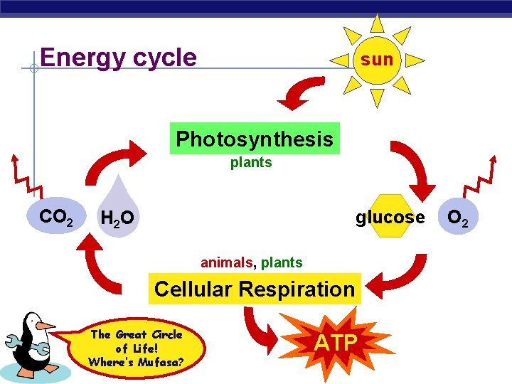 Energy cycle sun Photosynthesis plants CO 2 glucose H 2 O animals, plants Cellular
