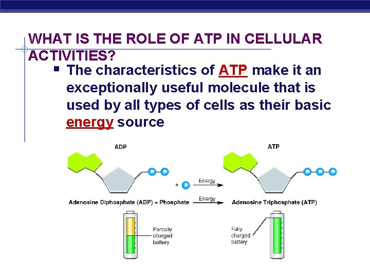 WHAT IS THE ROLE OF ATP IN CELLULAR ACTIVITIES? § The characteristics of ATP