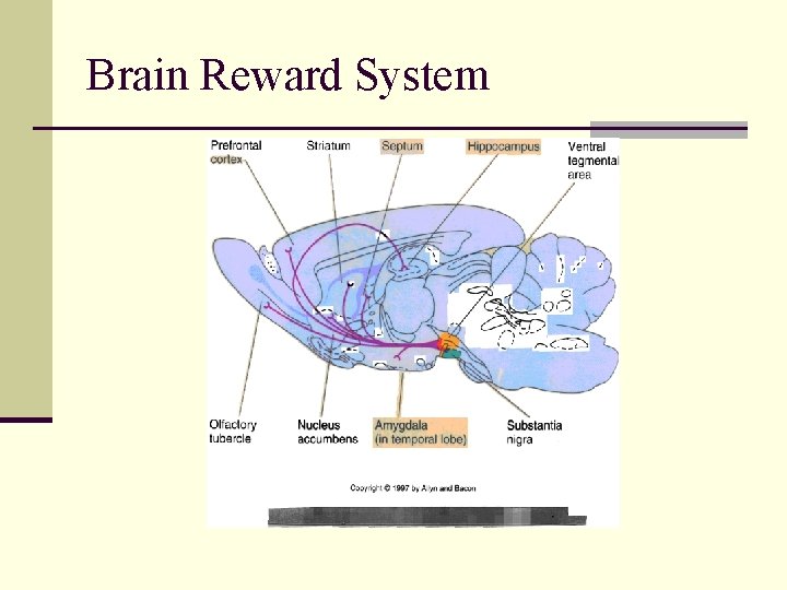 Brain Reward System 