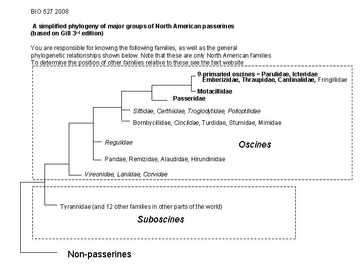 BIO 527 2008 A simplified phylogeny of major groups of North American passerines (based