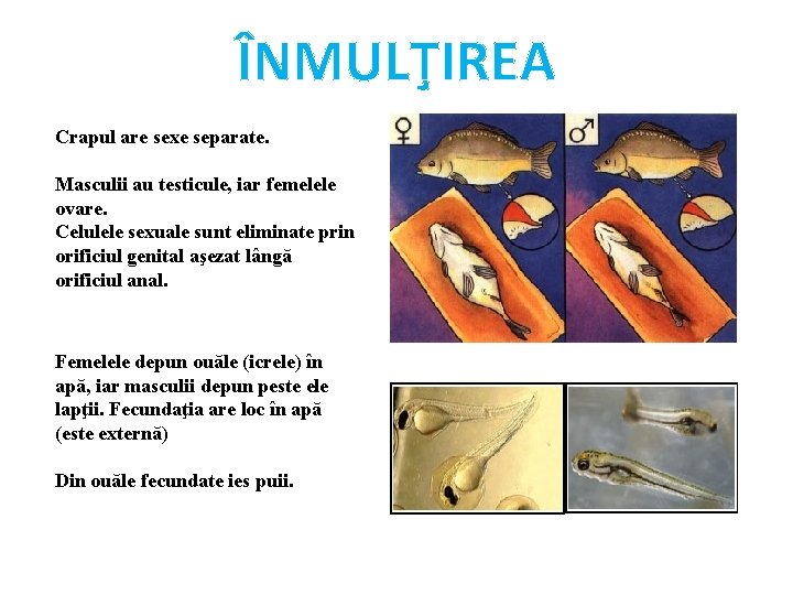 ÎNMULŢIREA Crapul are sexe separate. Masculii au testicule, iar femelele ovare. Celulele sexuale sunt