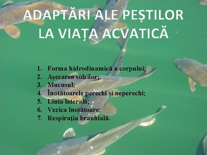 ADAPTĂRI ALE PEȘTILOR LA VIAȚA ACVATICĂ 1. 2. 3. 4. 5. 6. 7. Forma