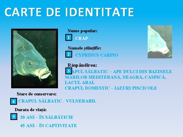 CARTE DE IDENTITATE Nume popular: 1 CRAP Numele științific: 2 CYPRINUS CARPIO Răspândirea: 3